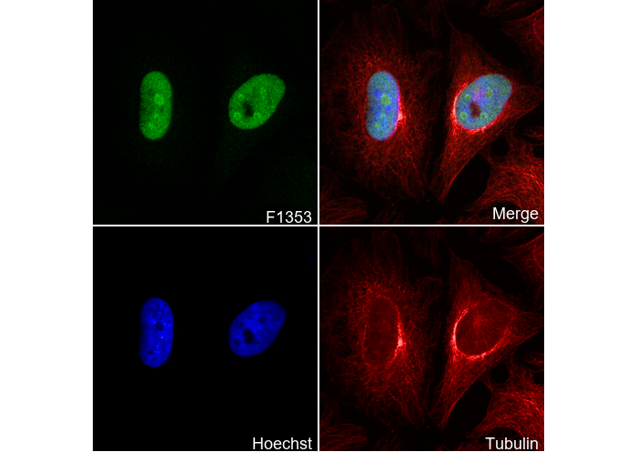SENP3 Antibody