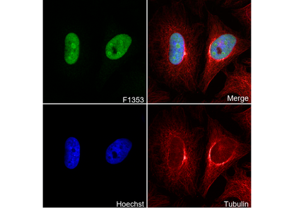 SENP3 Antibody