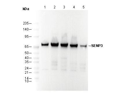SENP3 Antibody