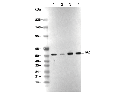 TAZ Antibody