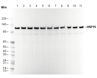 USP15 Antibody