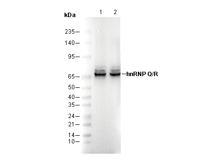 hnRNP Q/R Antibody