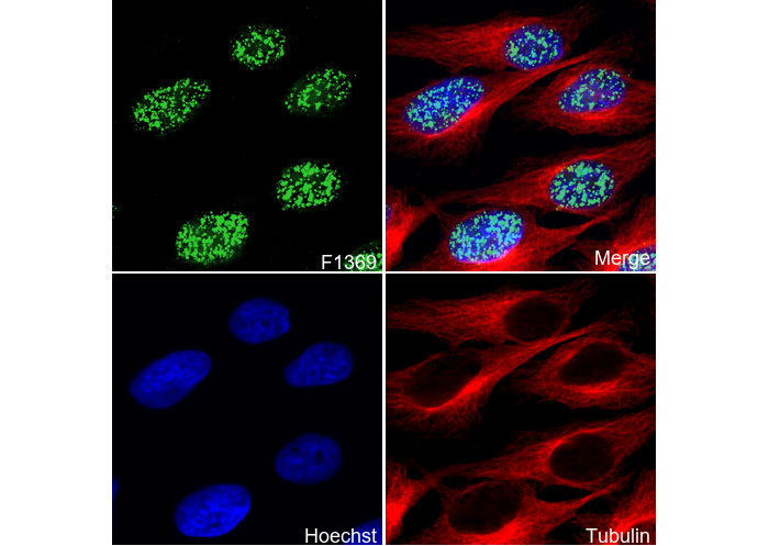 MSH2 Antibody