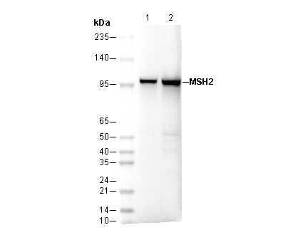 MSH2 Antibody