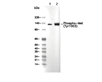 Phospho-Met (Tyr1003) Antibody