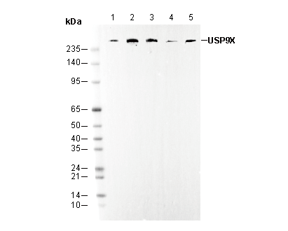 USP9X Antibody