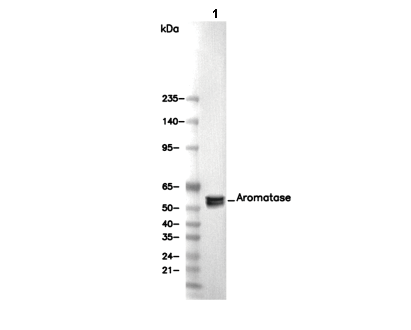 Aromatase Antibody