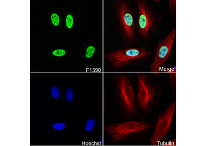 STF-1 Antibody