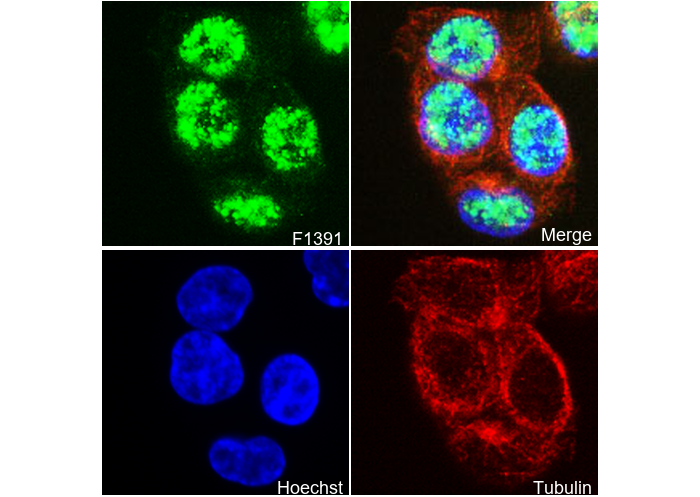 METTL14 Antibody