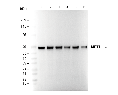 METTL14 Antibody