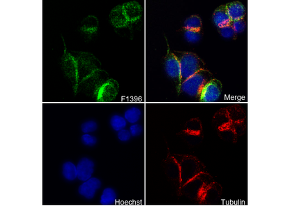Phospho-Stathmin (Ser38) Antibody
