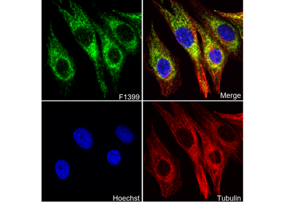MAVS Antibody