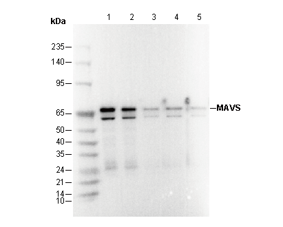 MAVS Antibody