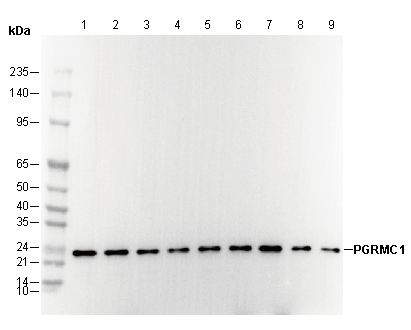PGRMC1 Antibody