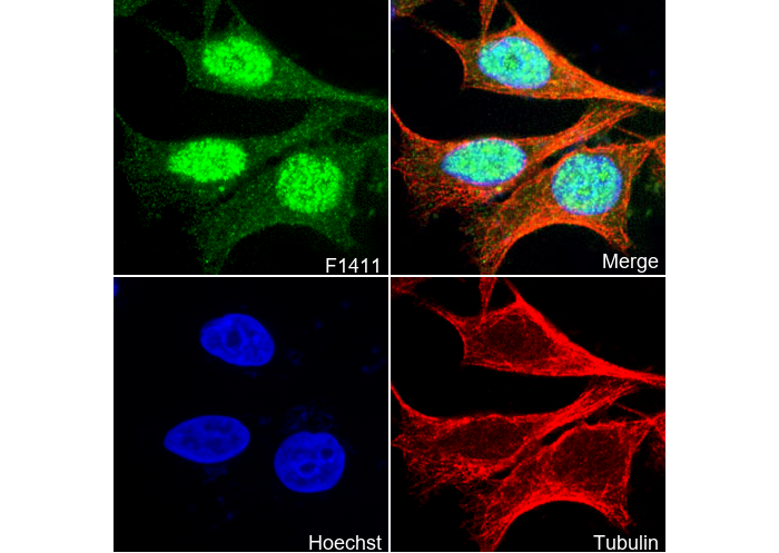 TPX2 Antibody