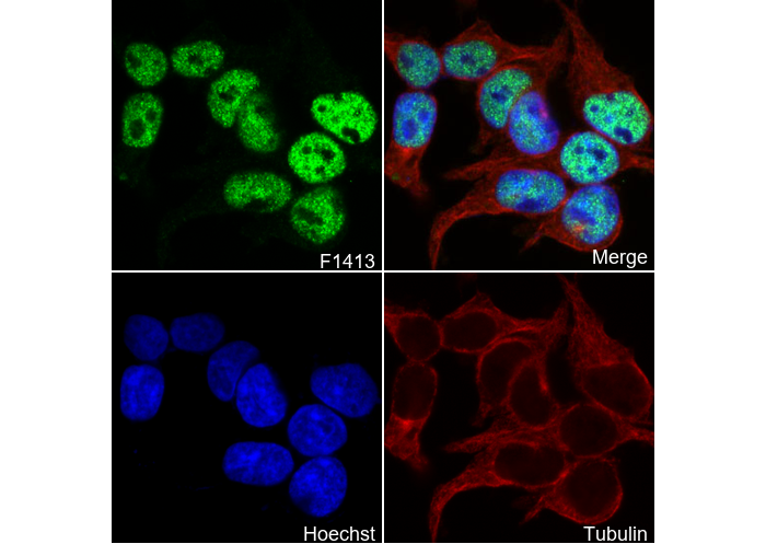 SIN3A Antibody