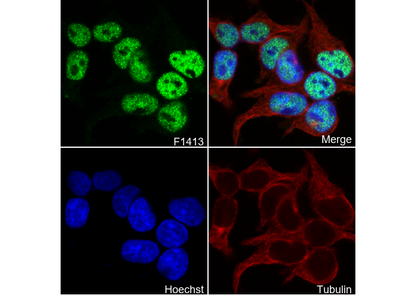 SIN3A Antibody