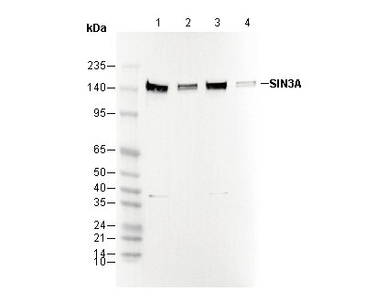 SIN3A Antibody