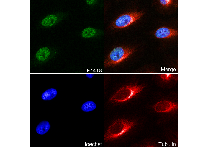 Ring1A Antibody
