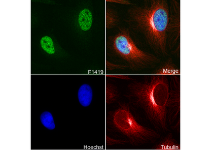 MacroH2A1.1 Antibody