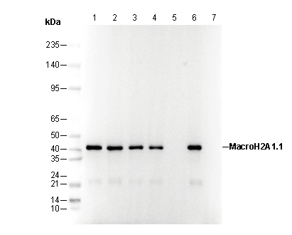 MacroH2A1.1 Antibody