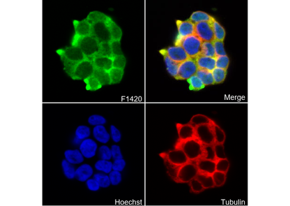 eIF3H Antibody
