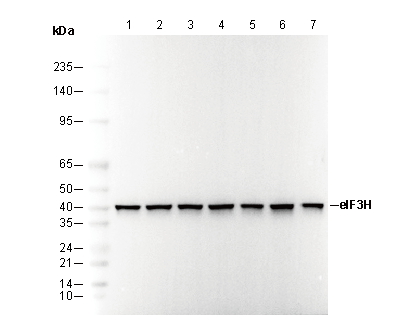 eIF3H Antibody