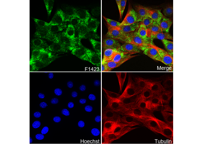 FXR2 Antibody