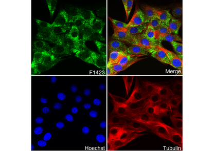 FXR2 Antibody