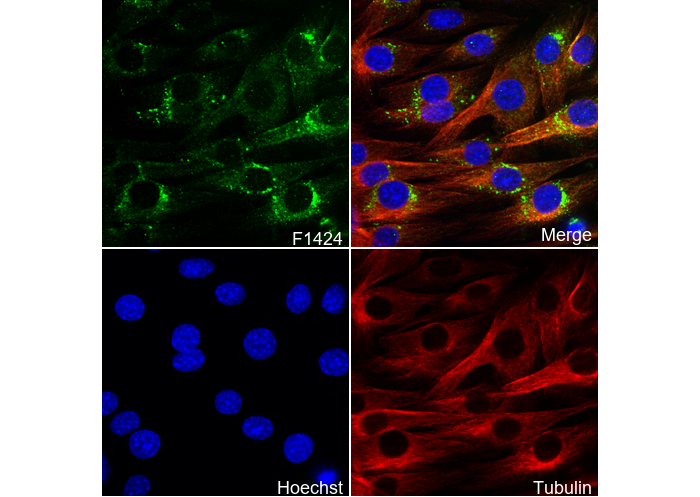 Rab1A Antibody