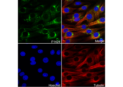 Rab1A Antibody