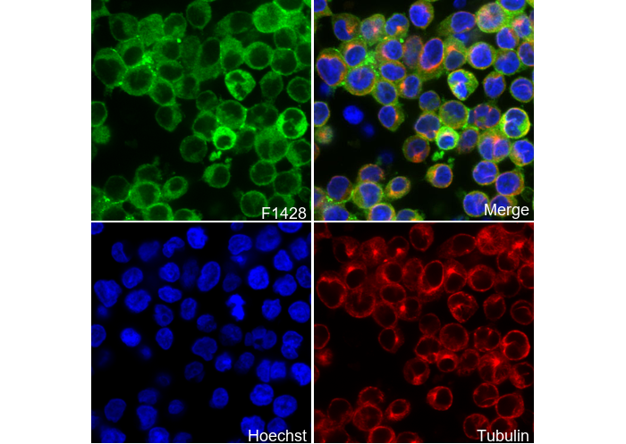 SHIP1 Antibody