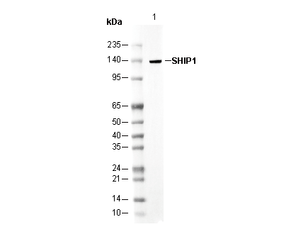 SHIP1 Antibody