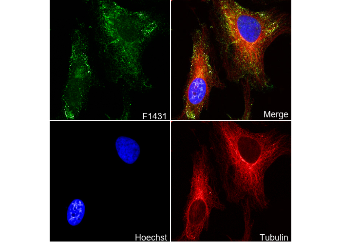 Caveolin-2 Antibody