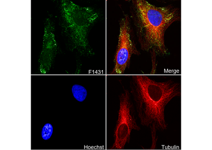 Caveolin-2 Antibody