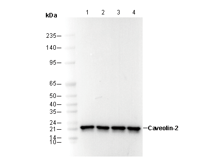 Caveolin-2 Antibody