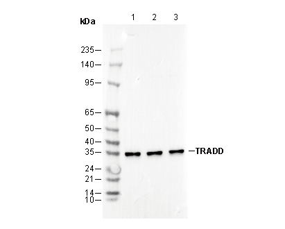 TRADD Antibody