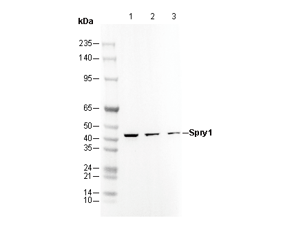 Spry1 Antibody