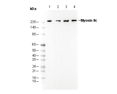 Myosin IIc Antibody