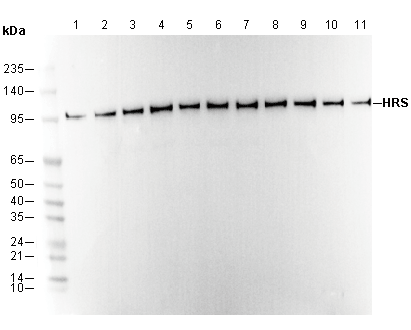 HRS Antibody
