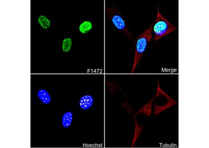 CHD4 Antibody