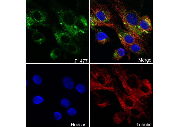 EAAT3 Antibody