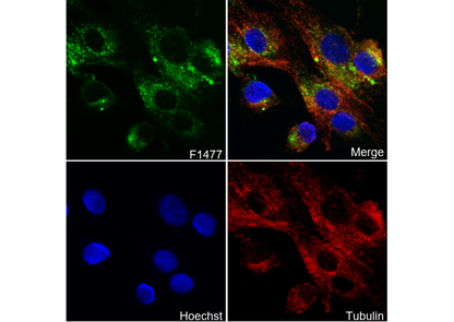 EAAT3 Antibody