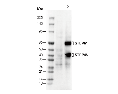 STEP Antibody