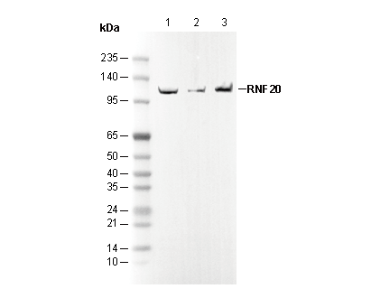 RNF20 Antibody