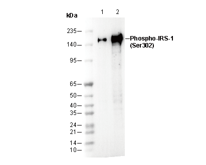 Phospho-IRS-1 (Ser302) Antibody