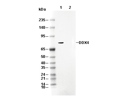 DDX4 Antibody