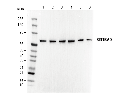 SINTBAD Antibody