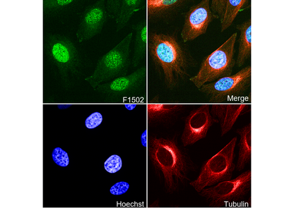 HEXIM1 Antibody