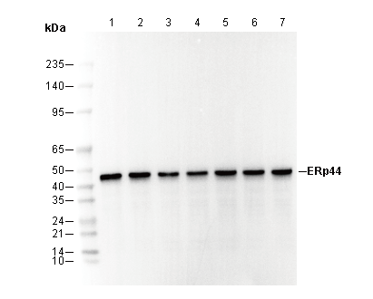 ERp44 Antibody
